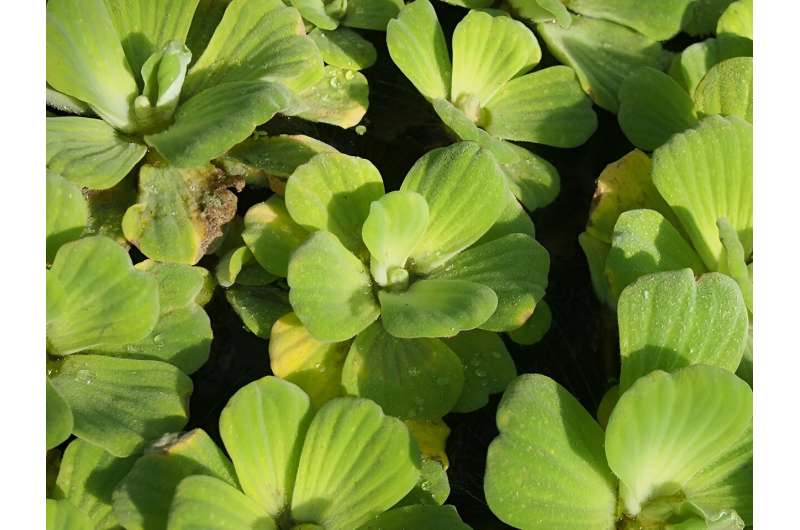 Tiny weevils are waging war on the invasive water lettuce plant choking South Africa's Vaal River