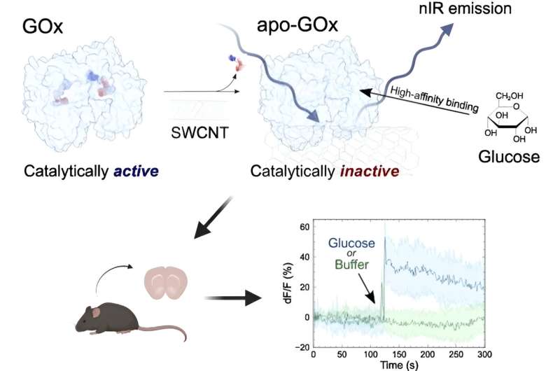 Tissue-integrated sensitive glucose nanosenor uses inactive glucose oxidase enzyme for continuous monitoring