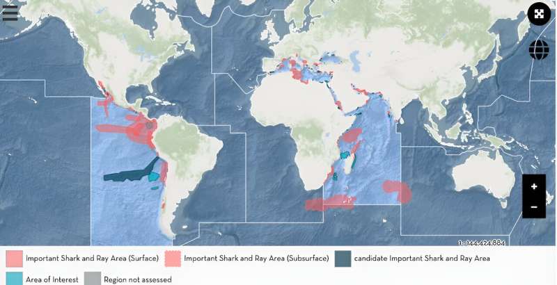 To protect endangered sharks and rays, scientists are mapping these species' most important locations