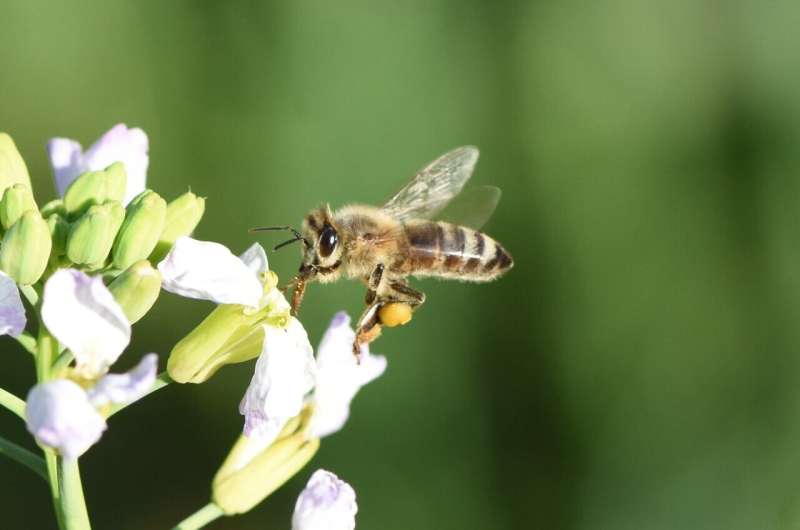 To save bees, scientists say focus on habitat first, then pesticides