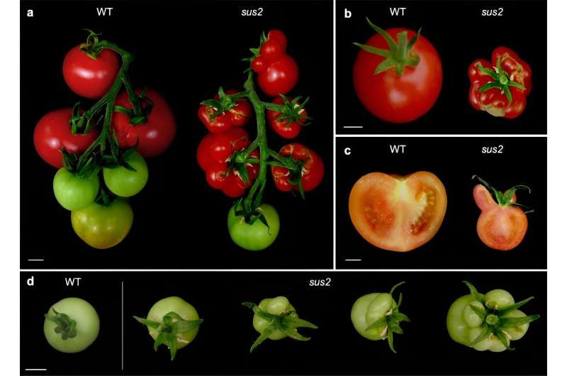 Tomato blossoms unfold new insights: key gene TM6 controls flower development