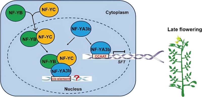 Tomato timekeeper: NF-YA3b gene's role in flowering time revealed
