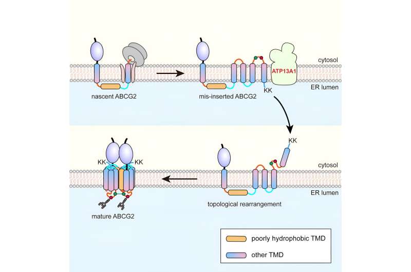 Topogenesis pathway of multi-spanning membrane proteins assisted by P5-ATPase ATP13A1