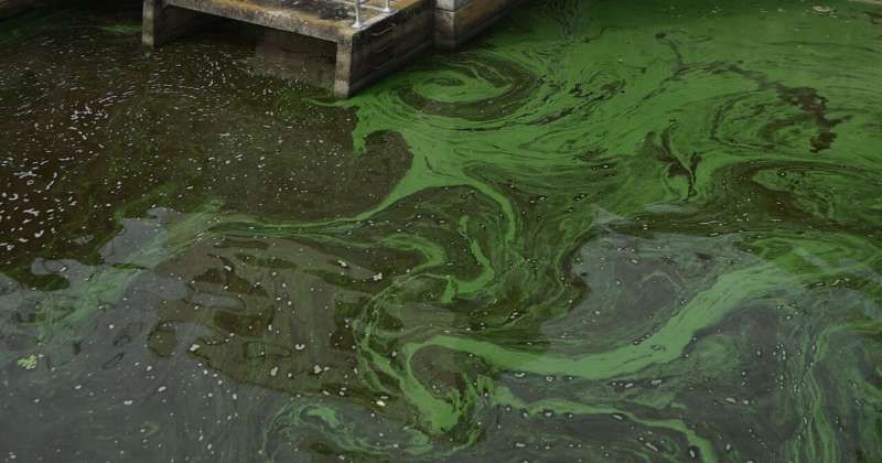Toxic algae blooms: Study assesses potential health hazards to humans