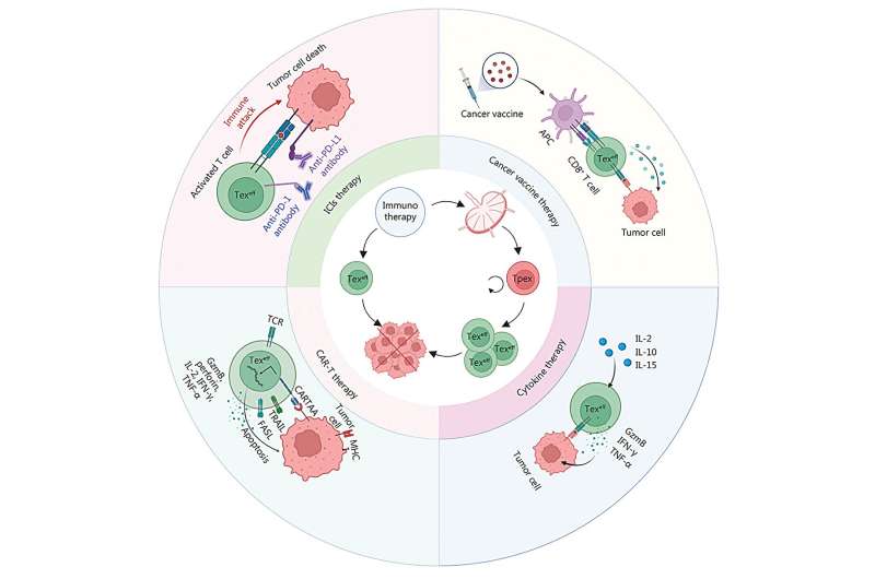 Tpex cells: the game-changer in targeted tumor immunotherapy