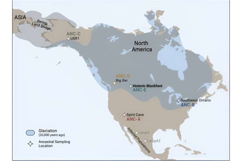 Tracing the lineage of North America’s native Blackfoot Confederacy