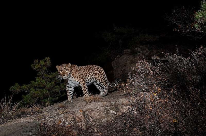 Tracing the pawsteps of the North China leopard