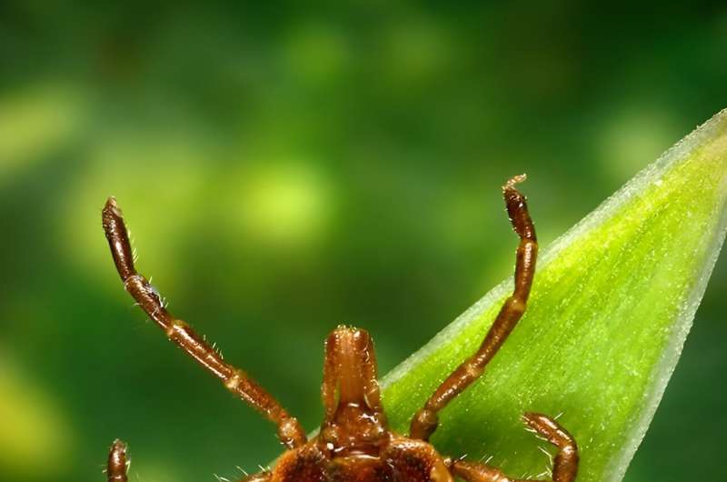 Tracking ticks in Georgia to help monitor emerging diseases