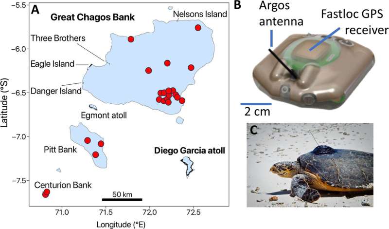 Tracking tropical turtles deep down to the seabed reveals their feeding habits