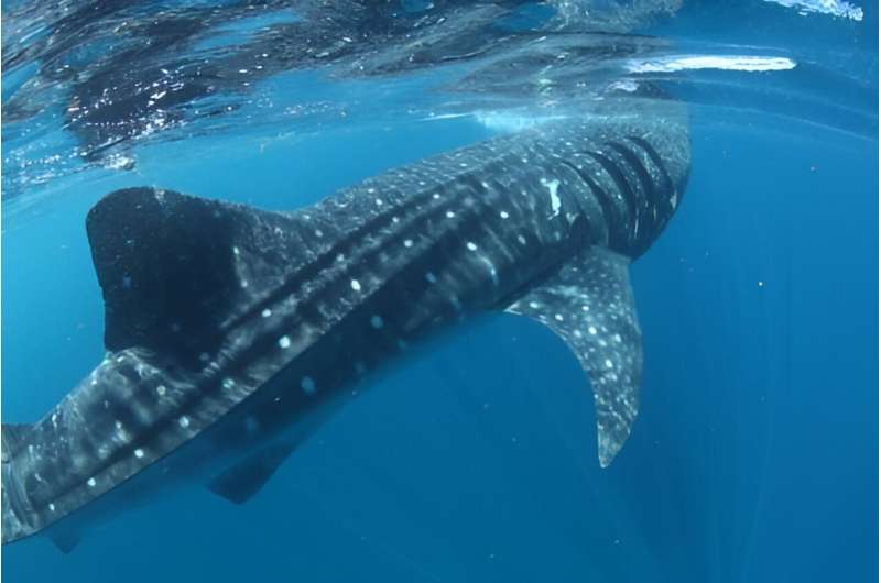Tracking whale shark for record-breaking four years