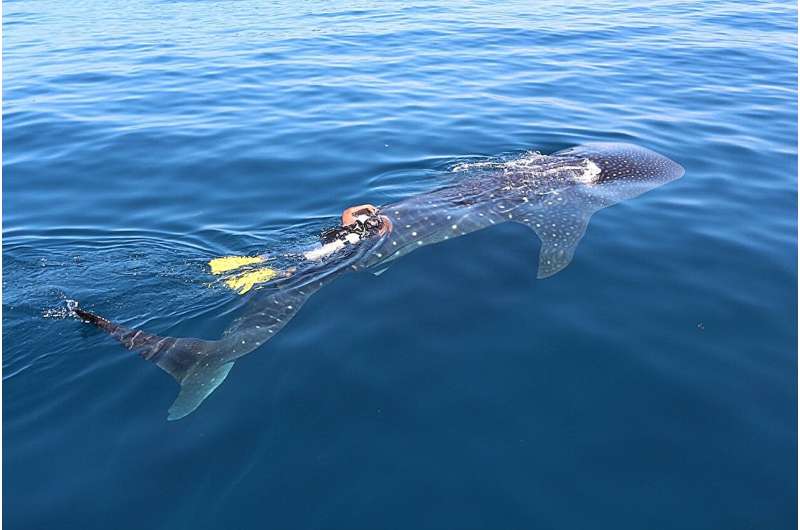 Tracking whale shark for record-breaking four years