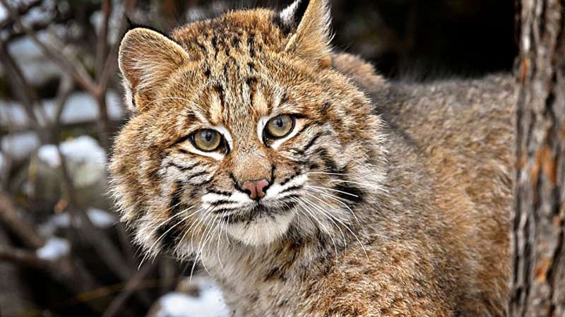 Trail cameras track 'critically low' New York bobcat population