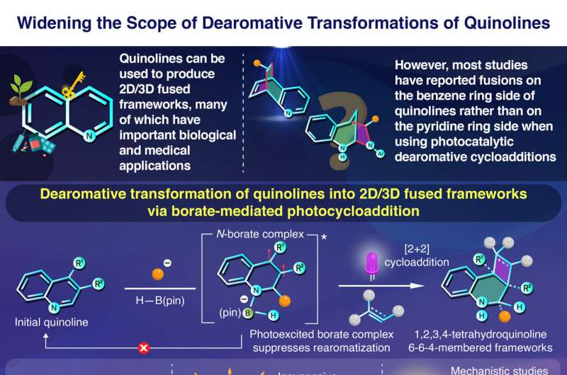 Transforming inexpensive quinolines into complex drug candidates