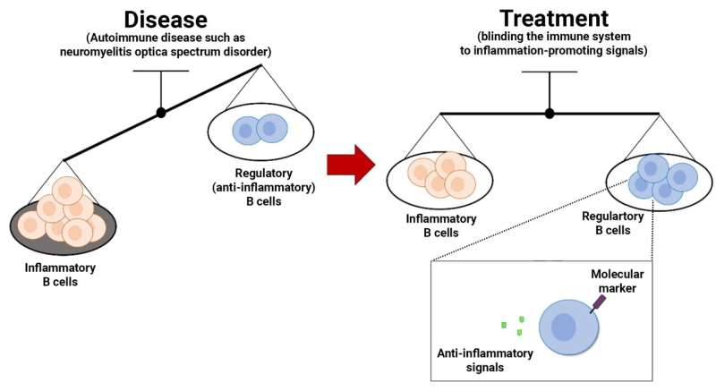 Treatment for autoimmune disorder acts on balance of immune cell types