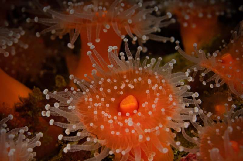 Tropical coral-infecting parasites discovered in cold marine ecosystems