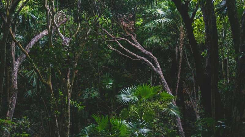 tropical forest