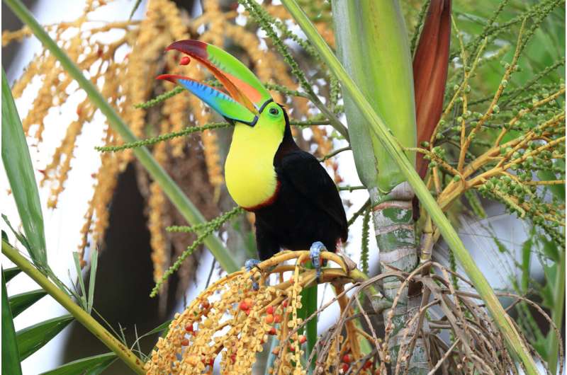 Los bosques tropicales no pueden recuperarse naturalmente sin las aves frugívoras
