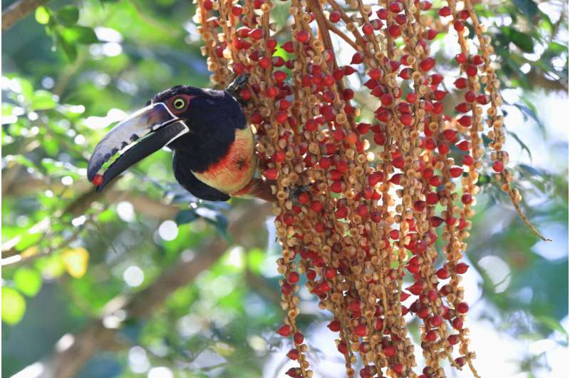 Tropical forests can't recover naturally without fruit eating birds