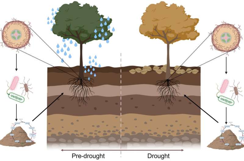 Las plantas tropicales vencen la sequía interactuando con microbios específicos