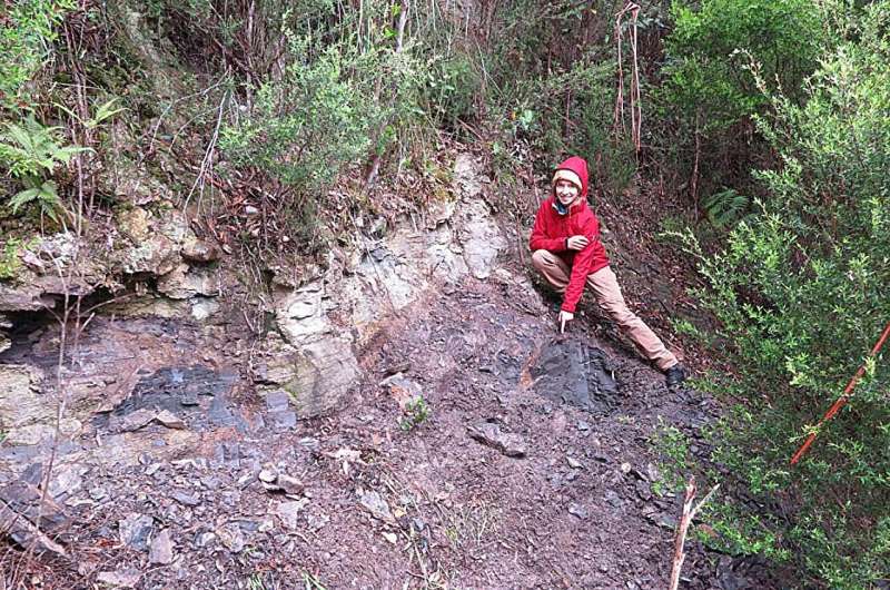 Tropical plants discovered in Tasmania's ancient Polar Forest