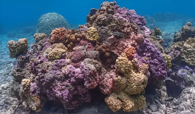 Trouble dead ahead: Acidifying oceans harm tropical corals