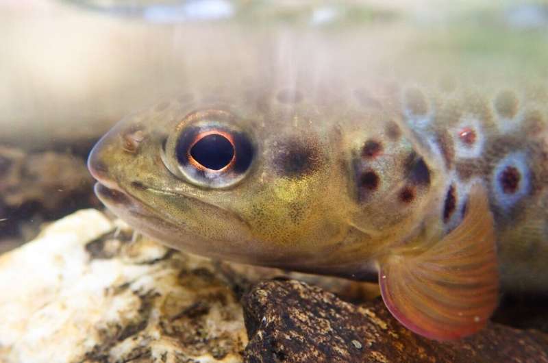 Trout in mine-polluted rivers are genetically 'isolated'