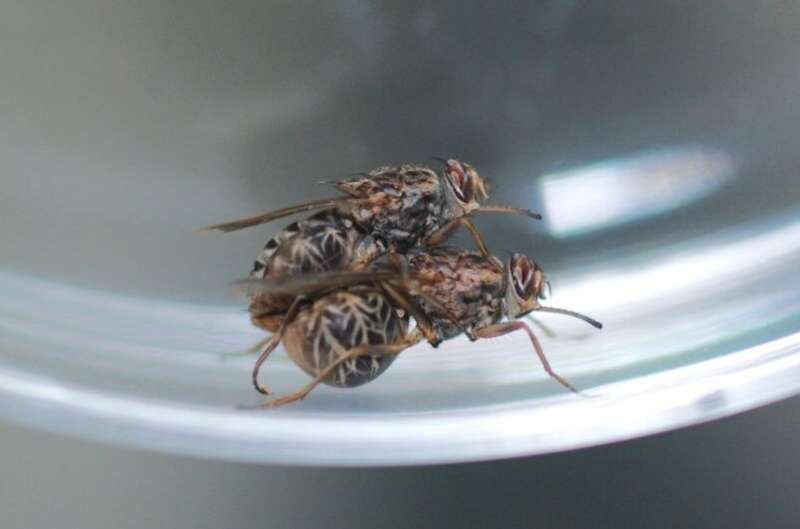Tsetse fly fertility damaged after just one heatwave, study finds