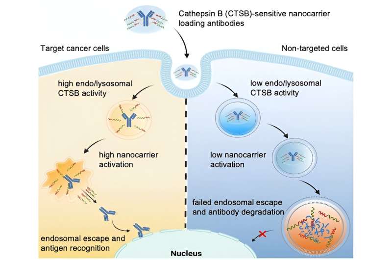 Tumor-specific drug release through controlled endosomal escape