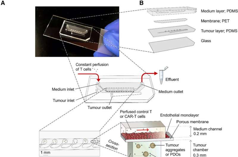 Tumor tissue on a chip: New possibilities for cell therapies and personalized medicine