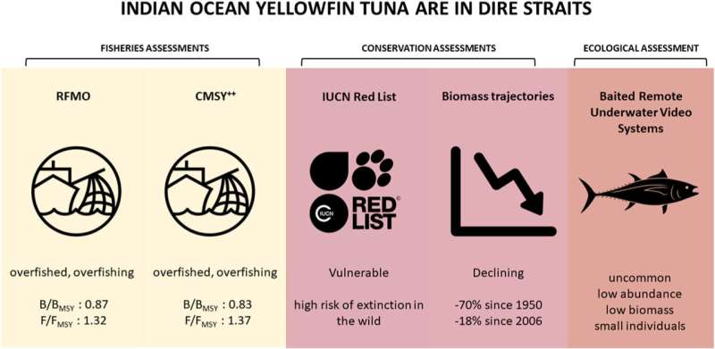 Tuna species popular in sashimi and poke bowls in sharp decline in the Indian Ocean