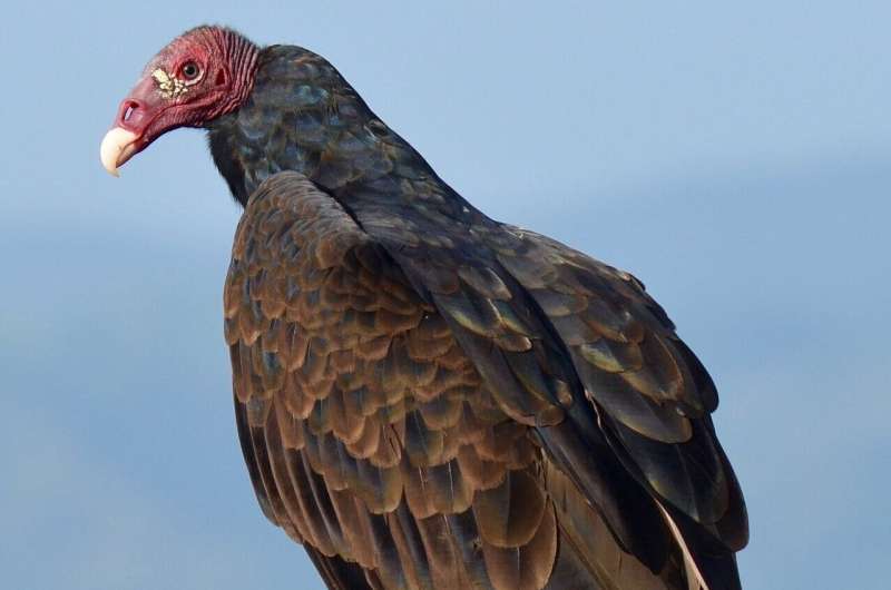 turkey vulture