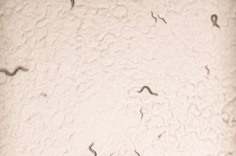 Turns out—male roundworms are picky when choosing a mate, new research finds