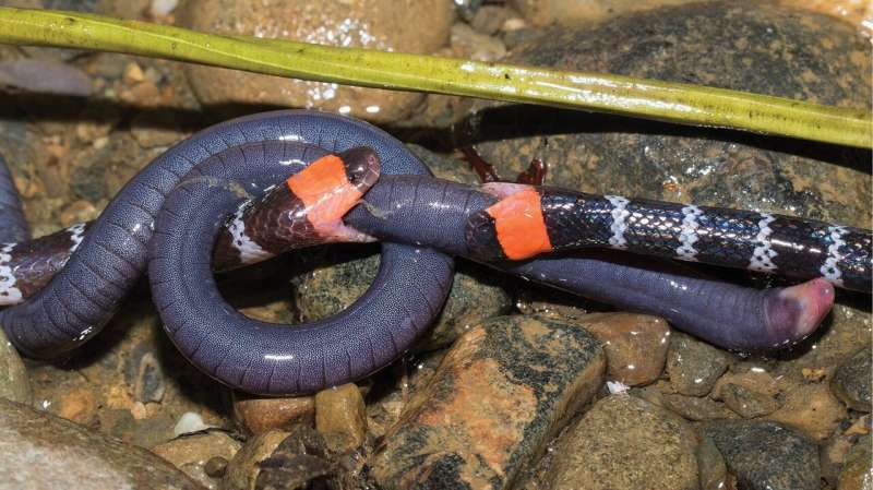 Two coral snakes recorded battling for prey in a scientific first