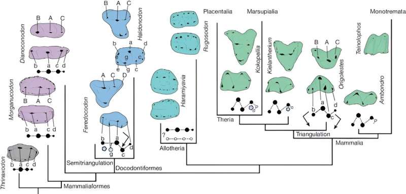 Two Jurassic mammaliaforms from China shed light on mammalian evolution