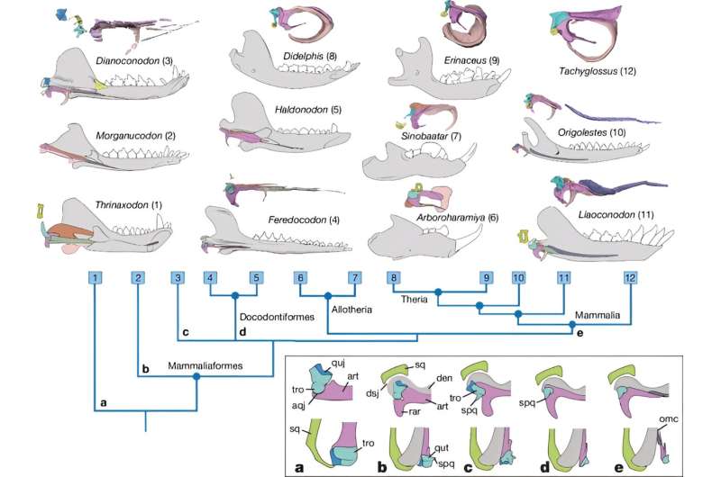 Two Jurassic mammaliaforms from China shed light on mammalian evolution