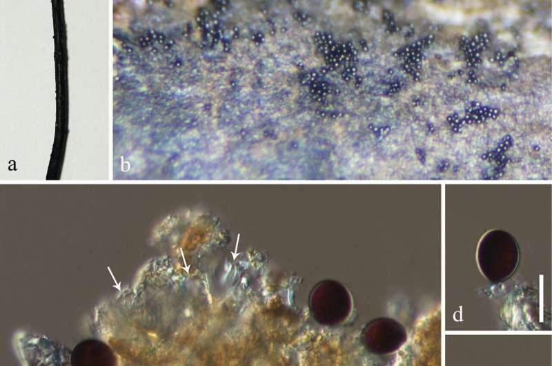 Two new freshwater fungi species in China enhance biodiversity knowledge
