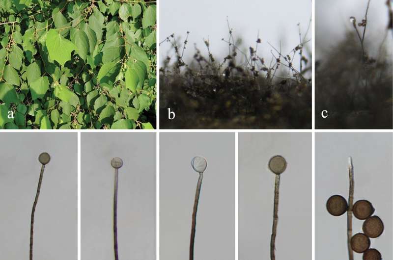 Two new freshwater fungi species in China enhance biodiversity knowledge
