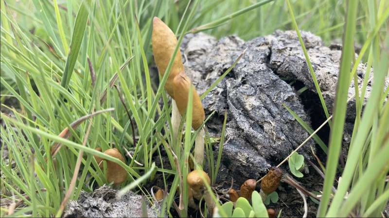Два новых вида грибов Psilocybe обнаружены на юге Африки