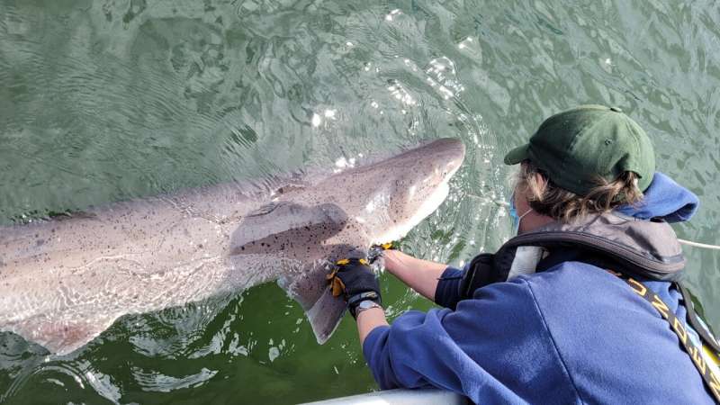 Two shark species documented in Puget Sound for first time by Oregon State researchers