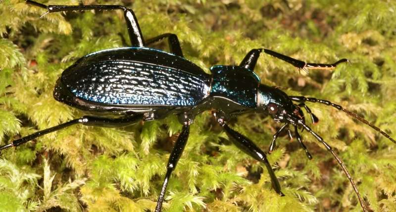 UK's rarest rainforest beetles go on multi-day 'adventures'