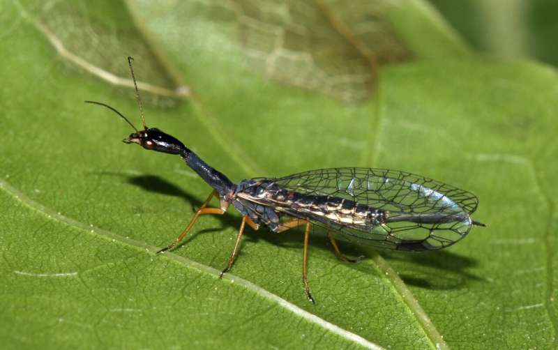 Unchanged over millions of years: First complete genome of a snakefly helps to understand its evolutionary history