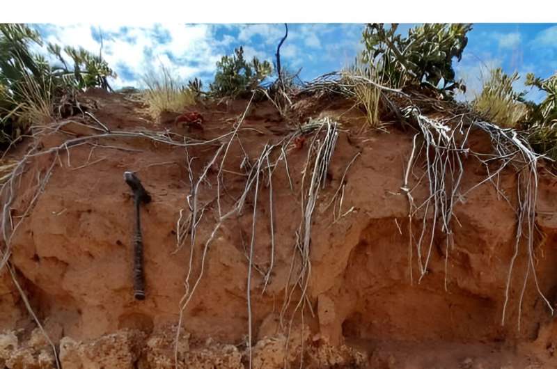 Uncovering ancient wonders: The world's oldest inhabited termite mounds found in South Africa