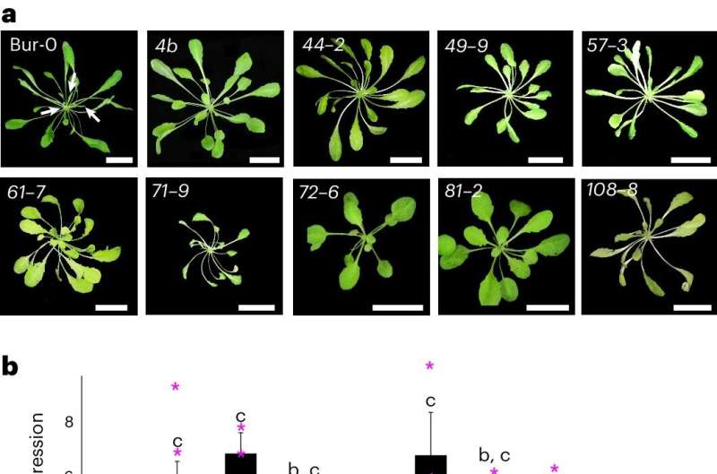 Uncovering key players in gene silencing: Insights into plant growth and human diseases