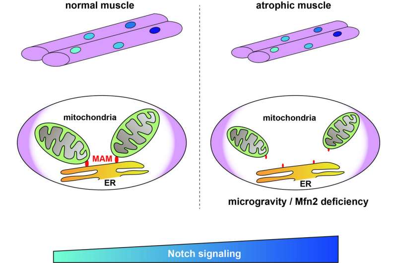 Uncovering the link to combating muscle atrophy caused by ageing and immobility