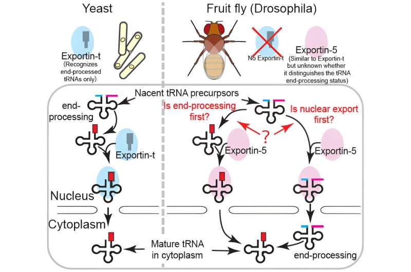 Uncovering the unique roles of Exportin-5 in RNA export within Drosophila cells