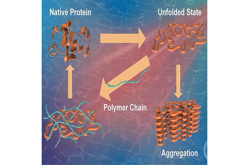 Understanding how zwitterionic polymers can lead to safer drugs and disease prevention