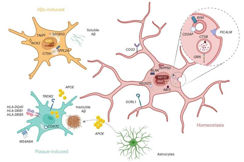 Understanding the role of microglia in Alzheimer's disease