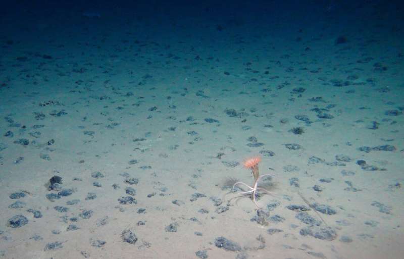 Unexpected biodiversity on the ocean floor