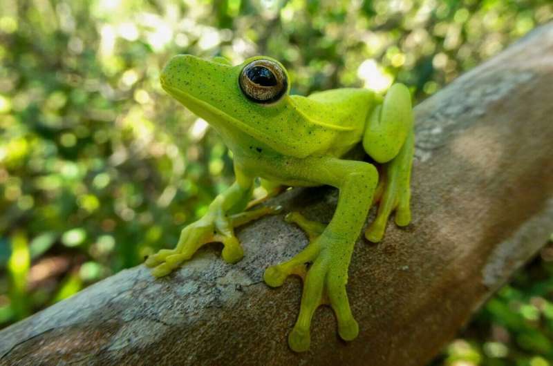 Unexpected diversity of light-sensing proteins goes beyond vision in frogs
