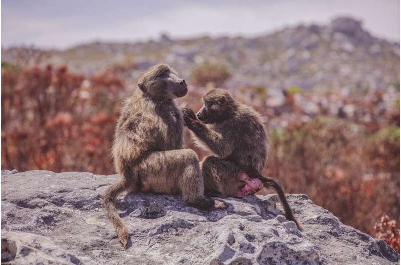 Unexpected link between grooming and physiological stress in wild baboons